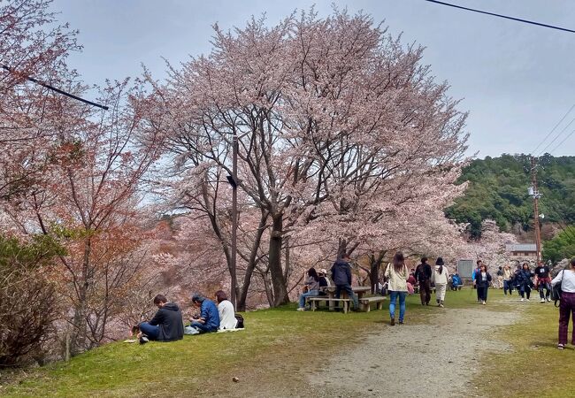 きれいな桜を見ながらの食事が楽しい！