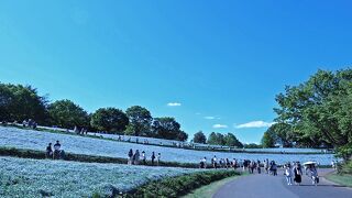 開園４０周年記念　花の丘のネモフィラ畑が見頃です