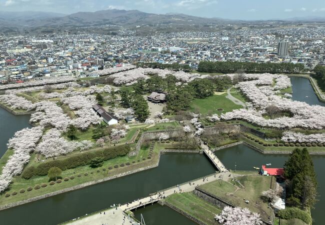 ２０２４年桜満開を堪能しました