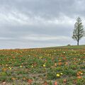 淡路島の花畑　