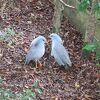 ニューカレドニアの動植物（特に鳥類）と親しめる公園