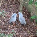 ニューカレドニアの動植物（特に鳥類）と親しめる公園