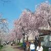 ローカル線の廃線跡です。しだれ桜が満開で素晴らしい遊歩道でした。