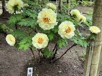 清水山ぼたん祭 