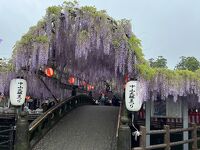 中山大藤まつり 