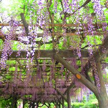 亀戸天神社 藤まつり