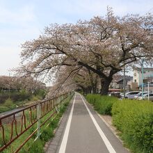 緑道が桜並木になっています。