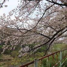 引山橋付近は桜も多いです