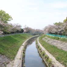 川の両岸に桜が咲いています