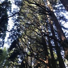 一方方向に枝が伸びている木々の列。