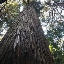 天まで貫く勢いの木々・・木肌もパワーが有りました
