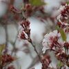 天下一の桜の名所と云われています。染井吉野では無くてコヒカンザクラが植えられています。