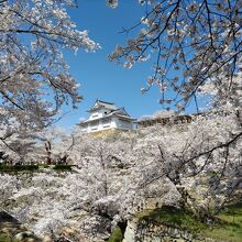 桜満開　備中櫓と石垣