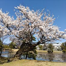 衆楽園(旧津山藩別邸庭園)