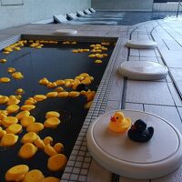 ブラックダックもいます