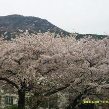 春は一帯の桜並木が素晴らしいです！