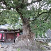 68番神恵院と69番観音寺の共通の境内にある回遊式庭園です