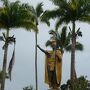 カメハメハ大王像、背後には大きな椰子の木が生えています