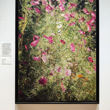 2024年･吉村芳生展『コスモス』 ※掲載許可は取得済みです