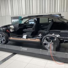 スケルトンの展示