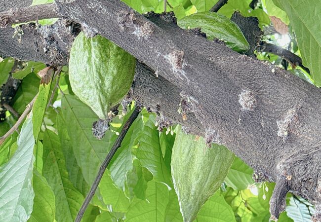 ベリーズチョコレートキングダム