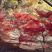 小木津山自然公園の紅葉