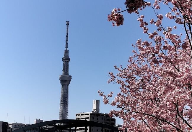 河津桜がきれいでした