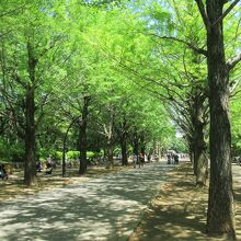 光が丘公園