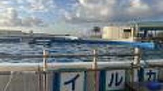 イルカのショーが楽しめました