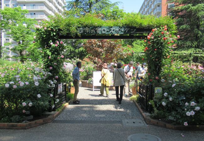 見ごたえあるバラ園です