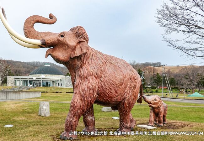 等身大のナウマン象親子の復元モニュメントが展示されています