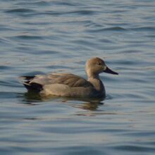 オカヨシガモ♂