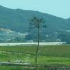 悲しい奇跡の一本松の雄姿