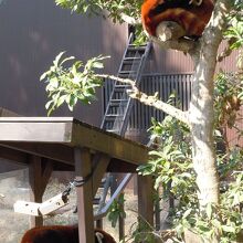 動物園　レッサーパンダ　お昼寝中