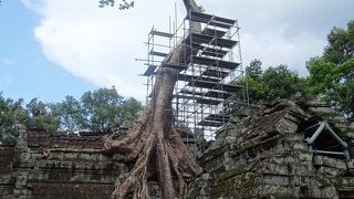 巨大樹木に呑み込まれた寺院跡。スコールに見舞われたがそれでも美しい