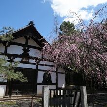 南側の勅使門近くの浴室前の枝垂れ桜