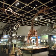 恐竜の骨格展示がいっぱい