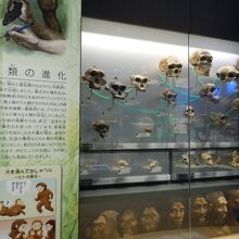 「人類の歴史」展示　