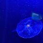 モナコ海洋博物館