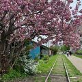 八重桜と枕木の線路