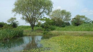 ミサゴが見られました。