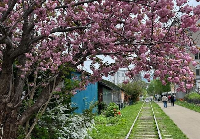 八重桜と枕木の線路