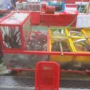魚が並んでいました
