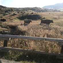 米塚を少し下った所の牧場。放牧された牛がノンビリ。。