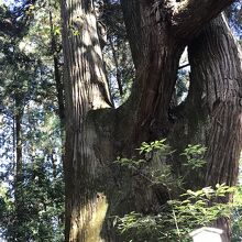五百枝杉の根本付近も圧巻です