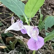 階段横にひっそり咲いていた、ふうらん。