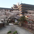 バラ風呂と夕食に満足、ほぼ満開の桜が窓から眺められたお宿、三朝館 ♪