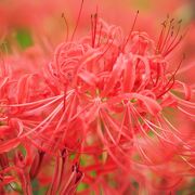 巾着田曼珠沙華まつり