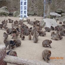 一心に餌を食べています