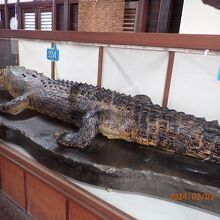 世界一大鰐との説明有り